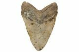 Massive, Fossil Megalodon Tooth - North Carolina #208011-2